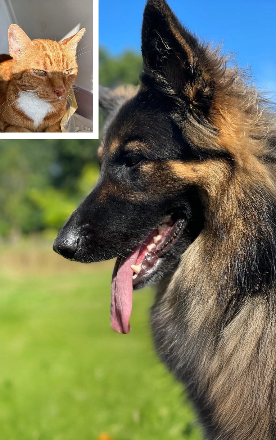 Over 35 Years experience In Transporting Pets from the UK to Europe -Inter Pet Travel